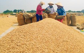 Kiên Giang tiếp tục dẫn đầu về sản lượng lúa